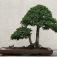 Sztuka bonsai
