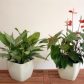 Rośliny doniczkowe – namiastka ogrodu w domu
