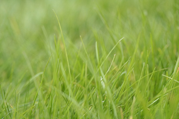 Nasiona traw – na co się zdecydować?
