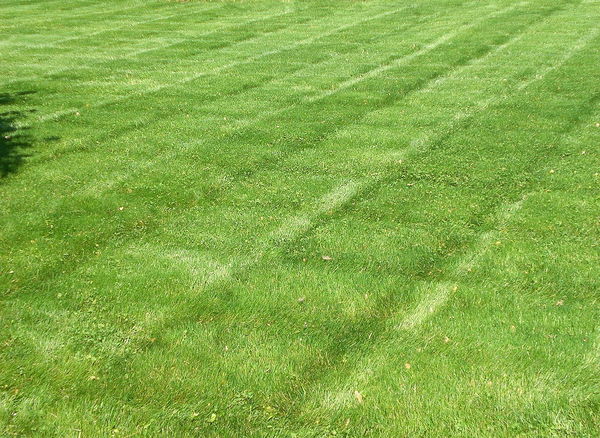 pielegnacja trawnikapielegnacja trawnika
