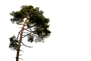 Scots Pine - Pinus sylvestris on white Background